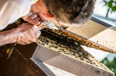 a man cutting a beehive filled with bees at Hotel Birkenbrunn in Naz-Sciaves