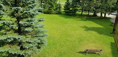 a park with a bench next to a pine tree at Scorpion in Mazzin