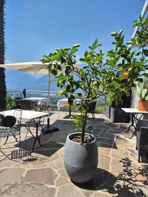 a lemon tree in a large pot on a patio at Apartments Graf Hartwig in Schenna
