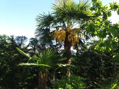 a palm tree in the middle of the forest at B&B - Apartments Sunnwies in Marlengo