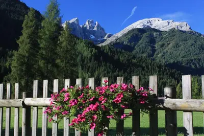 a fence with pink flowers and mountains in the background at Hotel Stella Alpina in Falcade