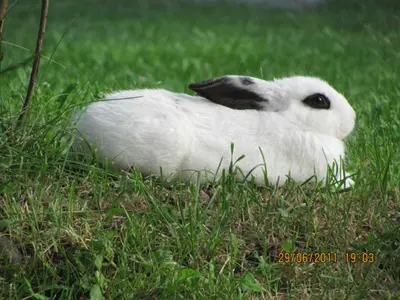 a white and black bird sitting in the grass at Hotel Mair Am Bach in Bressanone
