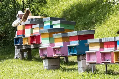 a man standing next to a group of colorful beehives at Agritur Ciasa Dò Parè in Soraga