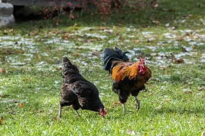 two chickens standing in the grass in a field at Agritur Ciasa Dò Parè in Soraga