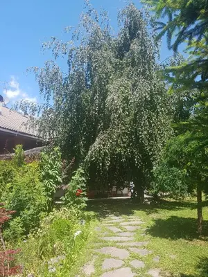 a tree with lots of leaves on it in a yard at Pelegrin 15 in San Vigilio Di Marebbe