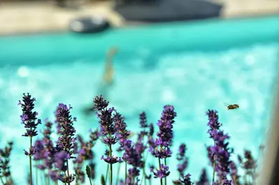 a bee flying over purple flowers in front of a pool at Residence Boutique Sonne in Schenna