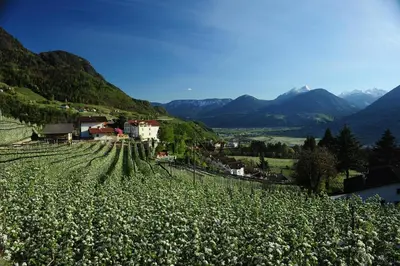 a field of white flowers on a hill with mountains at Residence Boutique Sonne in Schenna