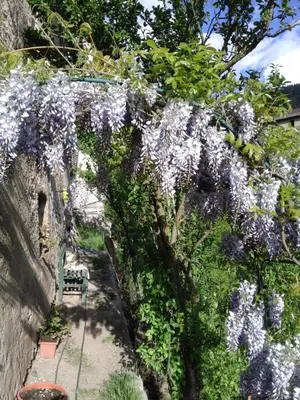 a wreath of flowers hanging from a wall at CASA IDA - ClPAT 22253 in Tregiovo