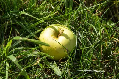 a green apple sitting in the grass at Pension Obertaberhof in Schenna