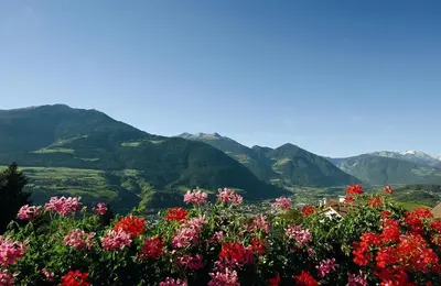 a field of flowers with mountains in the background at Hotel Tyrol Plose in Bressanone