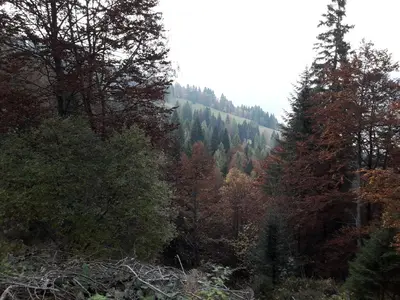 a view of a forest with trees in the background at B&B DOLOMIA in Sagron Mis