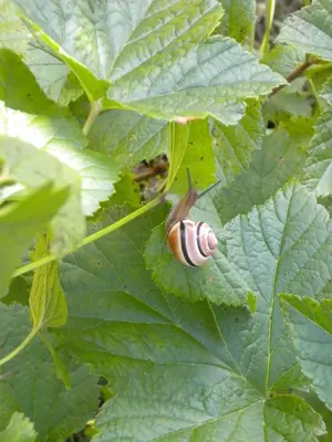 a snail is sitting on a green leaf at B&B DOLOMIA in Sagron Mis