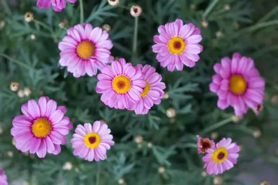 a group of pink flowers with a bee at LINGHOF in Tirolo