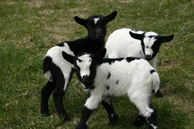 three black and white goats standing in a field at Tomasoethof in Castelrotto