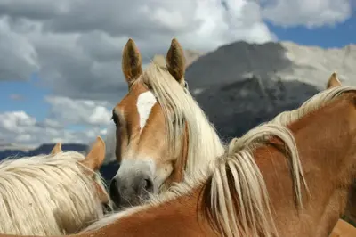 three horses standing next to each other in front of a mountain at Tomasoethof in Castelrotto