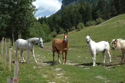 a group of horses standing in a field at Tomasoethof in Castelrotto