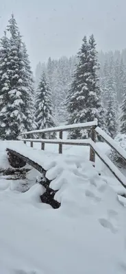 a bridge covered in snow with trees in the background at WEINBERG APARTMENTS with Brixen Südtirol Card in Naz-Sciaves