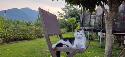 a black and white cat sitting on a wooden chair at WEINBERG APARTMENTS with Brixen Südtirol Card in Naz-Sciaves