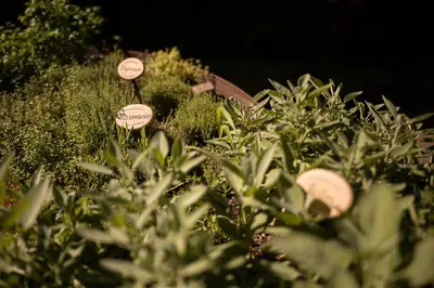 a bunch of plants with signs in the grass at Vitalpina Hotel Schulerhof in Plaus