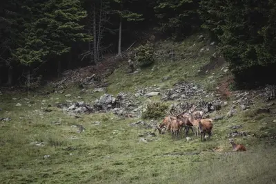 a group of animals standing on a grassy hill at Hirschhof Pfrein - Hideaway in Chiusa