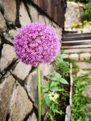 a purple flower in front of a stone wall at Villa Gottfried B&B in Eggen