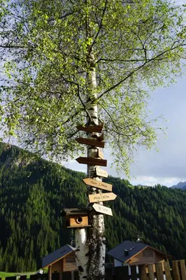 a tree with signs on it in front of a forest at La Palsa in La Valle