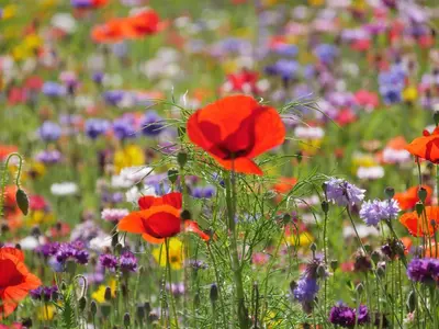 a field of red poppies and other flowers at Baumgartnerhof in Naz-Sciaves