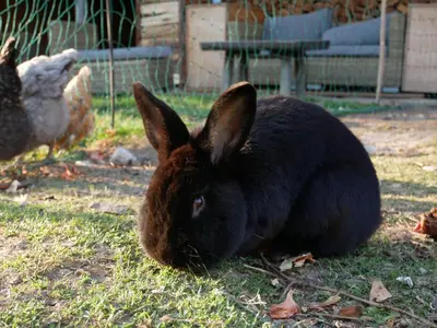 a black rabbit sitting in the grass next to a chicken at Baumgartnerhof in Naz-Sciaves