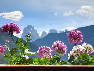 a bunch of pink flowers with mountains in the background at Apartments Haus Gabi in Laion