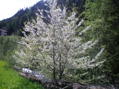 a tree with white flowers on it in a field at Villa Otto in Santa Cristina in Val Gardena