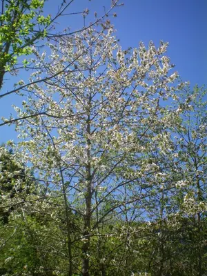 a tree with white flowers in front of a blue sky at Villa Otto in Santa Cristina in Val Gardena
