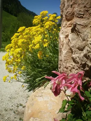 a bunch of yellow flowers on a rock at Villa Otto in Santa Cristina in Val Gardena