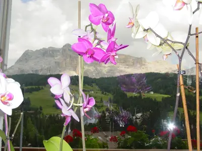 a display of flowers in front of a mountain at Ciasa Rudiferia Appartamenti in Alta Badia in Badia
