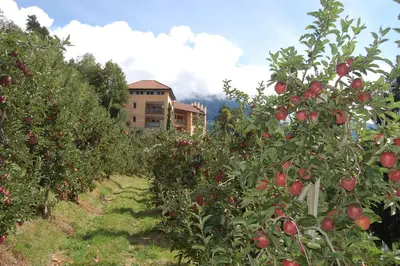 a row of apple trees in front of a building at Appartementhaus Am Waalweg in Rifiano