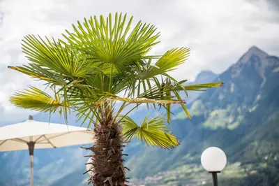 a palm tree with a mountain in the background at Hotel Meinhardt in Schenna