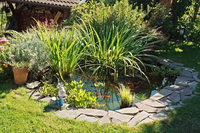 a garden with a pond and some plants at Sonnenhof in Rifiano