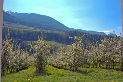 a row of apple trees in a field of flowers at Pension Thalerhof in Rifiano