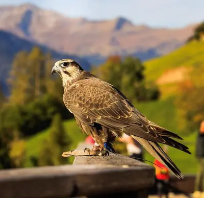a brown bird sitting on a ledge with mountains in the background at Hotel Panorama in Schenna