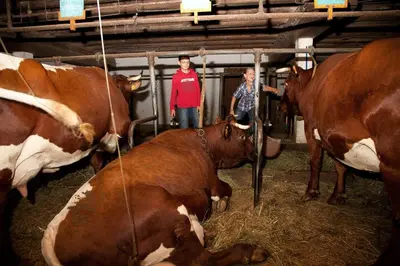 two men are standing next to cows in a barn at Ansitz Zehentner in Laion