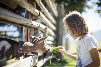 a little girl feeding a goat lettuce at Family Home Alpenhof in Maranza