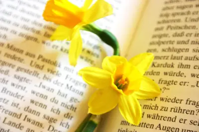 a pair of yellow flowers sitting on top of an open book at Panoramapension Etschblick in Meltina