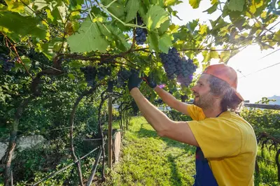 a man is picking grapes from a tree at Steinegger Eppan in Appiano sulla Strada del Vino