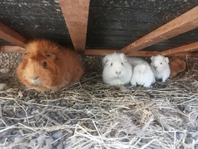 a group of four hamsters sitting in a pile of hay at Ferienwohnungen Niederhof in Lana