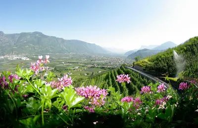 a view of a valley with pink flowers on a hill at Appartements Peilerhof in Cermes