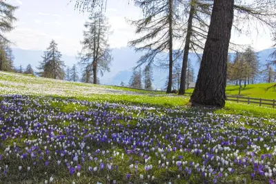 a field of purple and white flowers in a park at Appartements Peilerhof in Cermes
