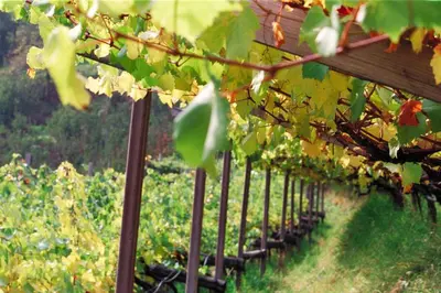 a row of grape vines in a vineyard at Appartements Peilerhof in Cermes