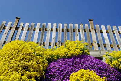 a bunch of flowers in front of a fence at Appartements Peilerhof in Cermes