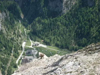 a cow standing on the side of a mountain at Albergo Genzianella in Rocca Pietore