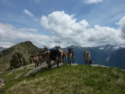 a group of goats standing on top of a mountain at Appartement Riederhof in Saltusio
