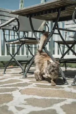 a cat walking under a bench under a table at Gasthof Kohlern 1130 m in Bolzano